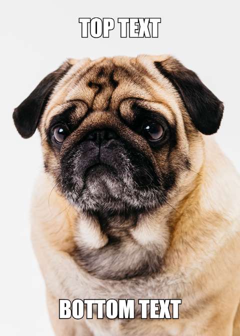 Preview for Pug-meme-template-meme-dog-50fe3