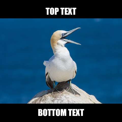 Preview for Gannet-bird-on-rock-meme-animal-template-bfec2