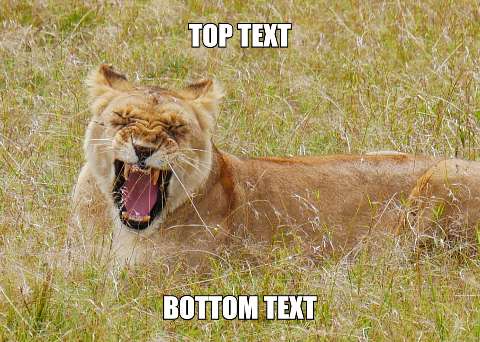 Preview for Lioness-roaring-meme-template-meme-animal-edc1d