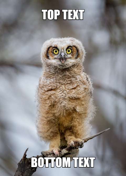 Preview for Funny-owl-meme-template-meme-animal-2d444