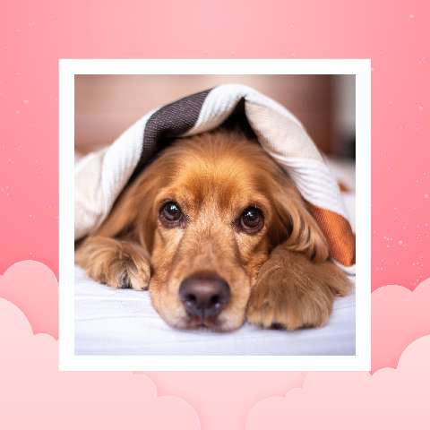 Preview for Dog-under-blanket-valentines-day-template-36bb9