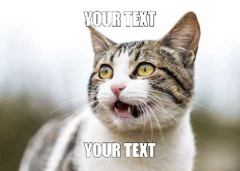 Preview for Angry-cat-meme-template-meme-cat-af1c0