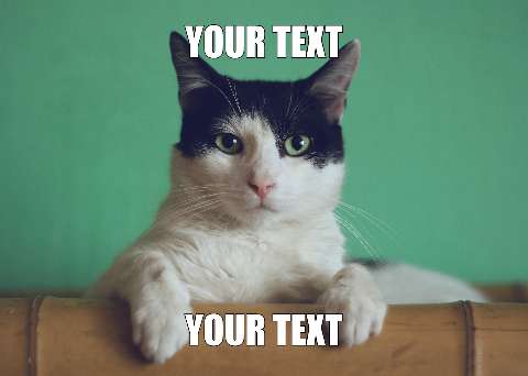 Preview for Black-and-white-cat-meme-template-meme-cat-337c5