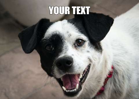 Preview for Happy-black-and-white-dog-meme-dog-template-a640b