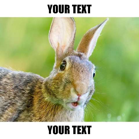 Preview for Rabbit Meme Template For Easter Posts