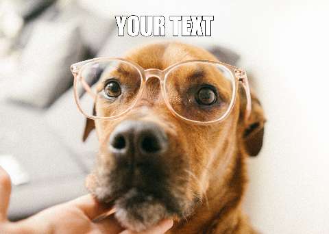 Preview for Funny-dog-with-glasses-meme-dog-template-825ad