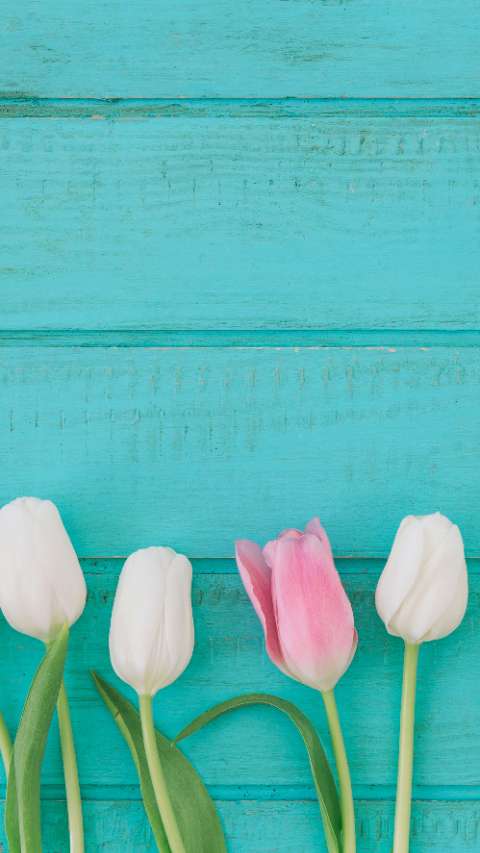 Preview for Tulips-on-turquoise-wood-story-background-template-580ba