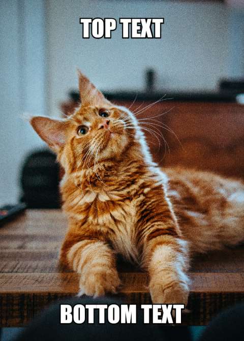 Preview for Funny-orange-cat-meme-template-meme-cat-a6ddb