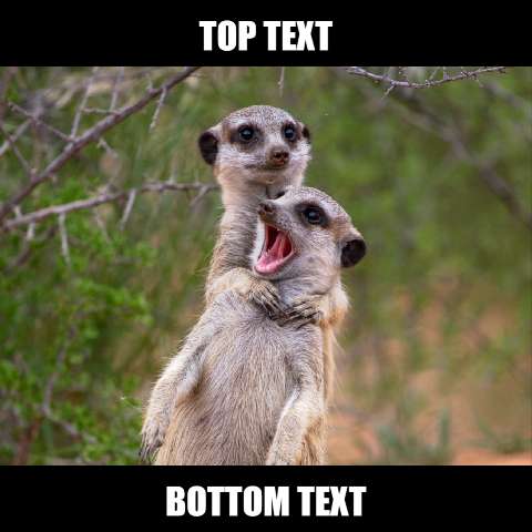 Preview for Meerkats-comical-pose-meme-animal-template-0066c