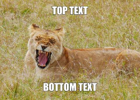 Preview for Lioness-meme-template-meme-animal-321f6