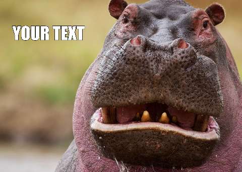 Preview for Hippopotamus-close-up-meme-animal-template-cfe20