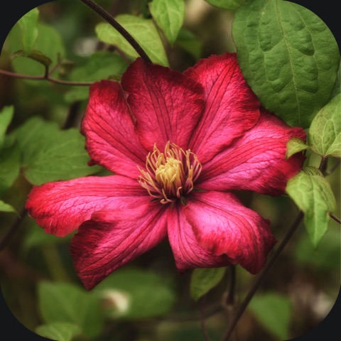 Preview for Clematis Flower Design Template