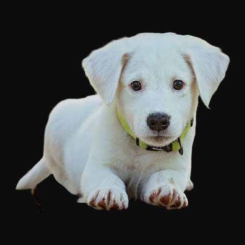 Preview for White-puppy-portrait-dog-sticker-template-c0975