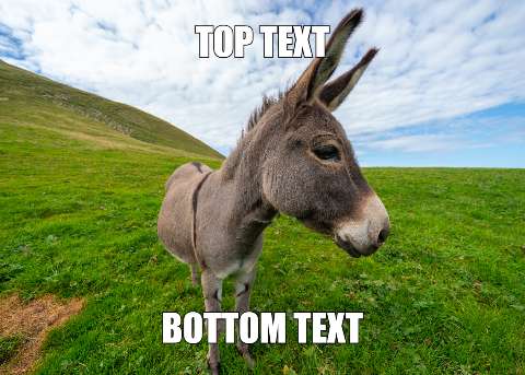 Preview for Donkey-meme-template-meme-animal-41760
