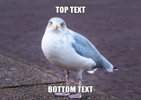 Preview for Seagull-meme-template-meme-animal-d7e9f