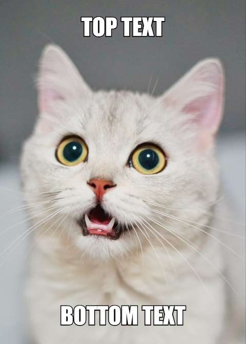 Preview for Surprised-cat-meme-template-meme-cat-3b346