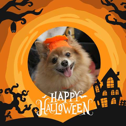 Preview for Halloween-pomeranian-pumpkin-costume-halloween-post-template-98d0b