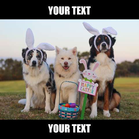 Preview for Easter-dogs-bunny-ears-easter-meme-template-394b0