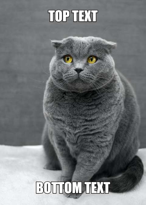 Preview for Gray-cat-meme-template-meme-cat-6e6c4