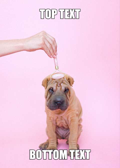 Preview for Shar-pei-puppy-facial-meme-dog-template-df5ef