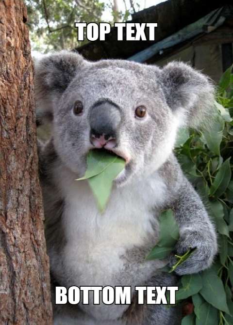 Preview for Koala-meme-template-meme-animal-43f41