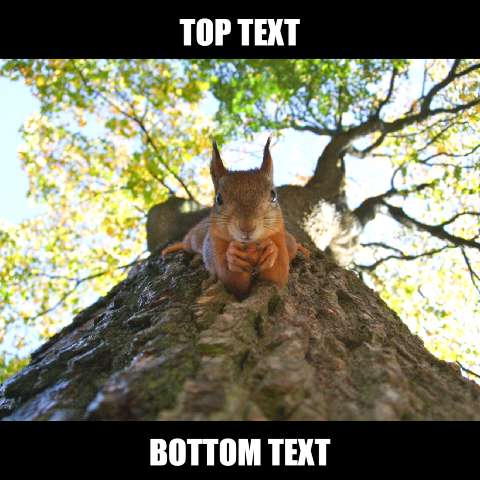 Preview for Squirrel-on-tree-meme-animal-template-63f23