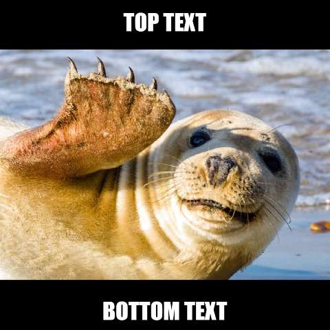 Preview for Seal-meme-template-meme-animal-6bf75