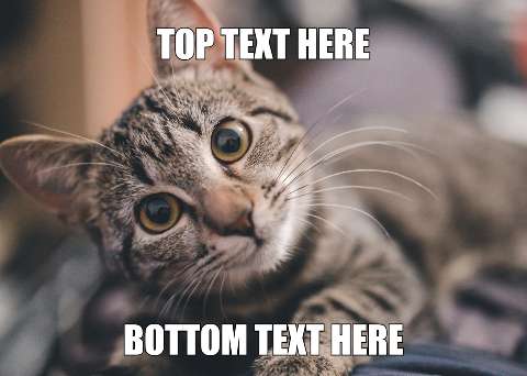 Preview for Funny-cat-meme-template-e972f