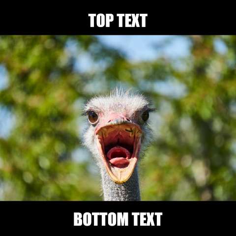Preview for Angry-ostrich-meme-template-meme-animal-2cced