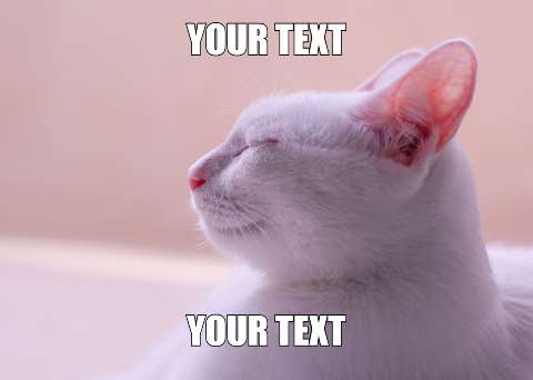 Preview for Relaxed-white-cat-meme-template-meme-cat-459d8
