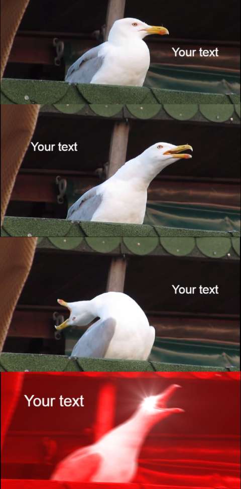 Preview for Seagull-meme-template-meme-animal-0c64e
