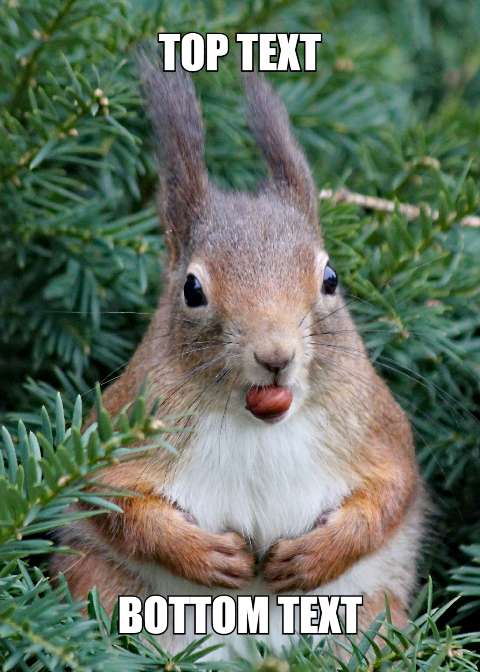 Preview for Funny-squirrel-meme-template-meme-animal-73f4a