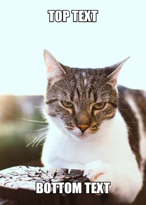 Preview for Meme-cat-template-5995a