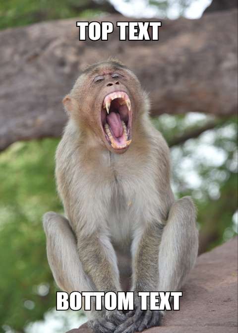 Preview for Laughing-monkey-meme-template-meme-animal-b79c8