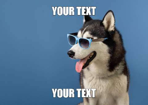 Preview for Husky-dog-meme-template-meme-dog-11a49