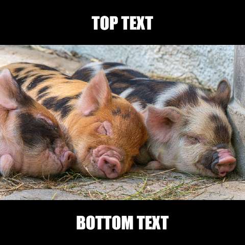 Preview for Sleeping-piglets-meme-animal-template-07bcb