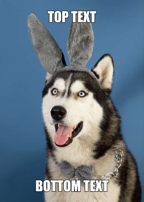 Preview for Funny-husky-dog-meme-template-meme-dog-93720
