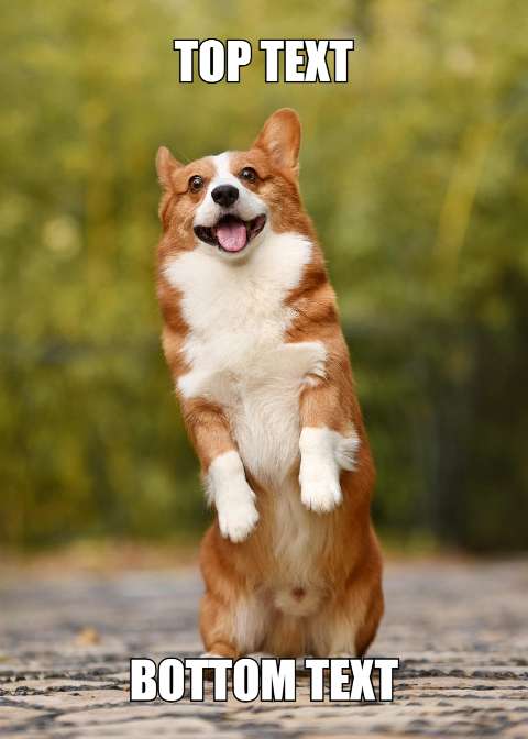 Preview for Corgi-meme-template-meme-dog-124ca