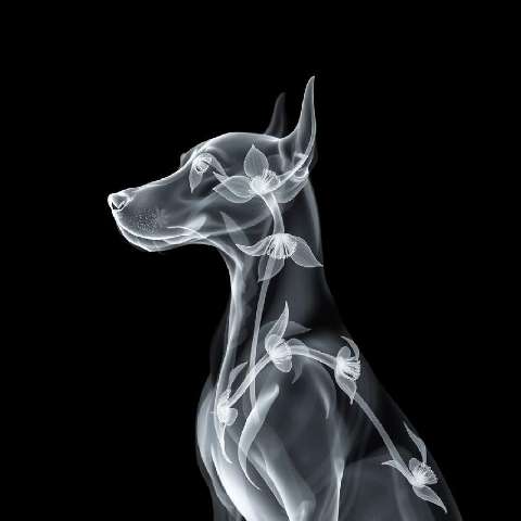 Preview for Doberman-pinscher-x-ray-floral-art-ainewstyle-template-2ab6c