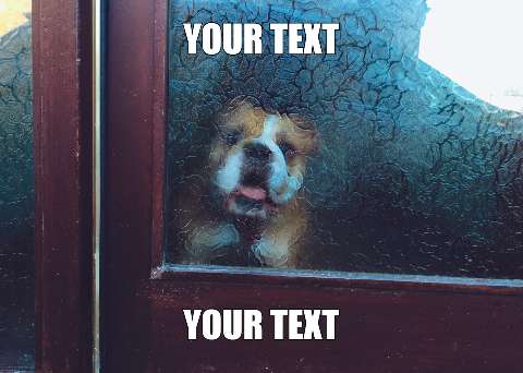 Preview for Dog-behind-glass-door-meme-dog-template-fc6d3