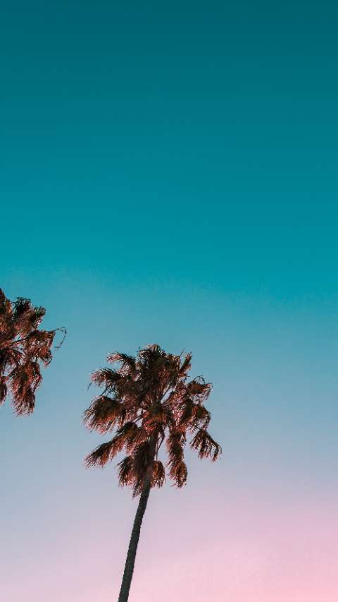 Preview for Palm-trees-at-sunset-story-background-template-f8309