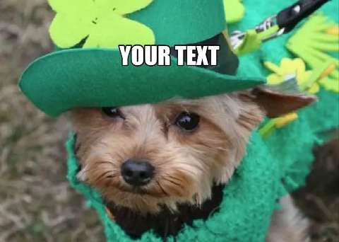 Preview for St-patricks-day-dog-costume-stpatmeme-template-b879b