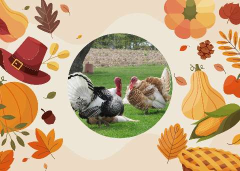 Preview for Thanksgiving-turkeys-template-9846f