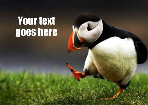 Preview for Puffin-in-grass-meme-template-ff04c