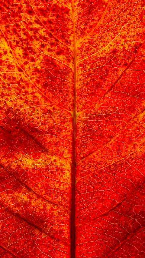 Preview for Autumn-leaf-texture-closeup-phone-wallpaper-template-0efc4