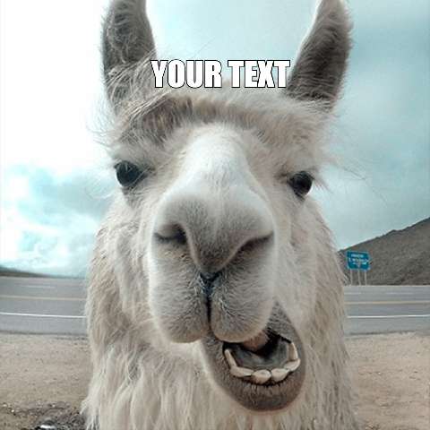 Preview for Llama-on-highway-meme-meme-animal-template-f5a95