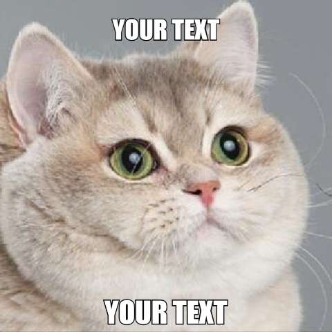 Preview for Smug-cat-meme-template-meme-cat-827f0