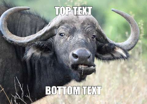 Preview for Cape-buffalo-meme-template-meme-classic-54583