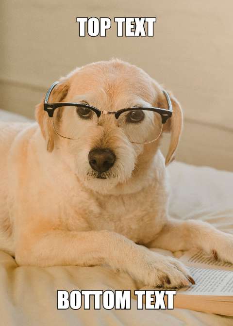 Preview for Dog-wearing-glasses-meme-template-meme-dog-30baf