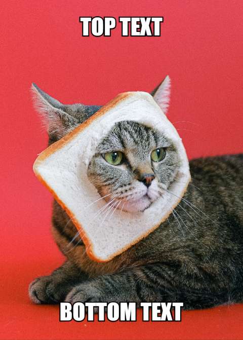 Preview for Cat-in-bread-meme-template-meme-cat-c35d3
